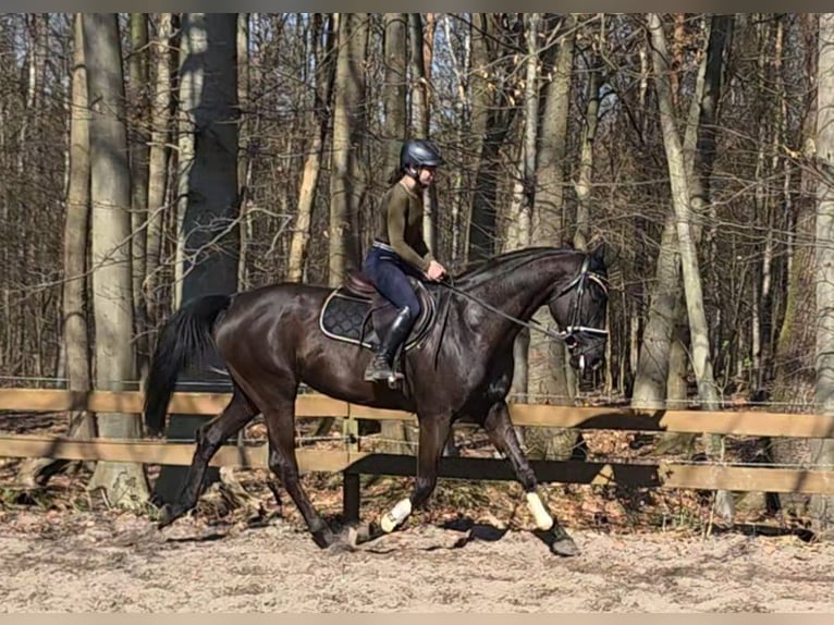 Hanoverian Mare 4 years 16.3 hh Black in Braunschweig