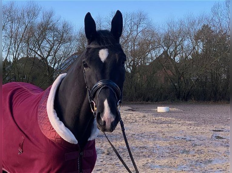 Hanoverian Mare 4 years 16,3 hh Black in Verden (Aller)