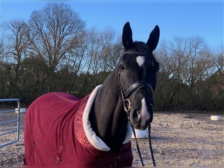 Hanoverian Mare 4 years 16,3 hh Black in Verden (Aller)