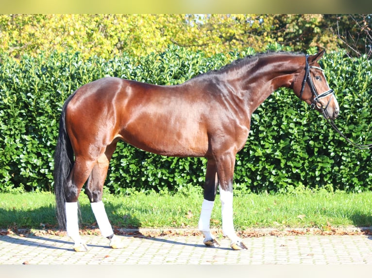 Hanoverian Mare 4 years 16,3 hh Brown in Selsingen