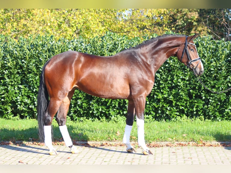 Hanoverian Mare 4 years 16,3 hh Brown in Selsingen