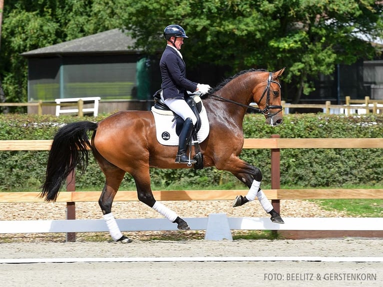 Hanoverian Mare 4 years 16,3 hh Brown in Verden