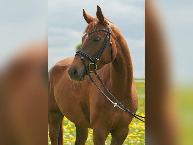 Hanoverian Mare 4 years 16.3 hh Chestnut in Poggensee