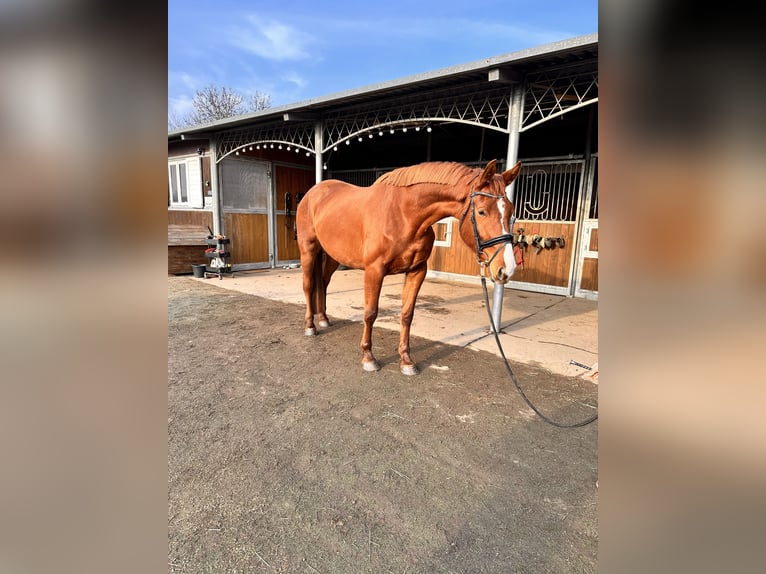 Hanoverian Mare 4 years 16,3 hh Chestnut-Red in Leipzig