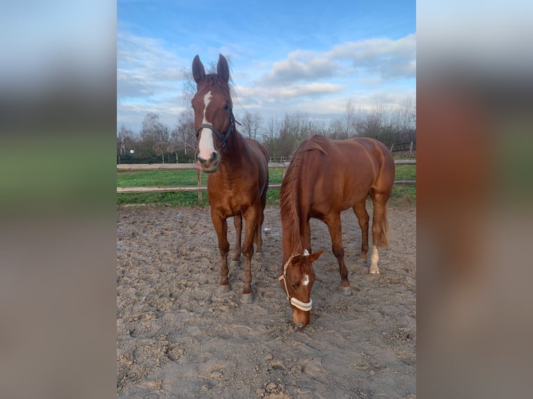 Hanoverian Mare 4 years 16,3 hh in Leipzig