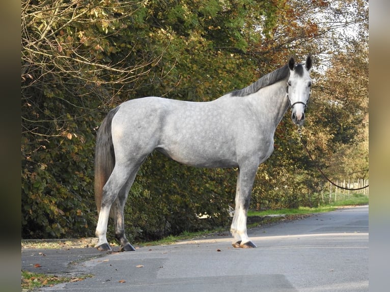 Hanoverian Mare 4 years 16,3 hh Gray in Verl