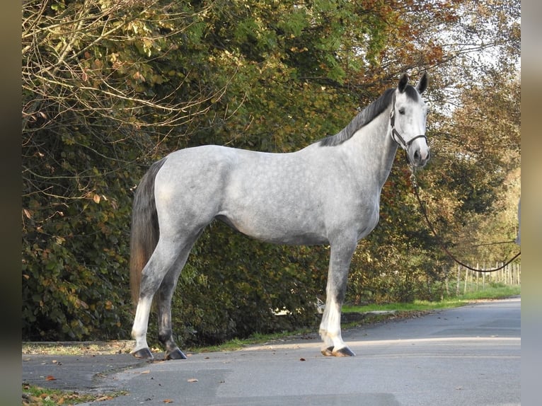 Hanoverian Mare 4 years 16,3 hh Gray in Verl