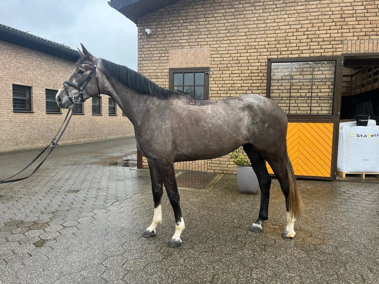 Hanoverian Mare 4 years 16.3 hh Grey in Marl