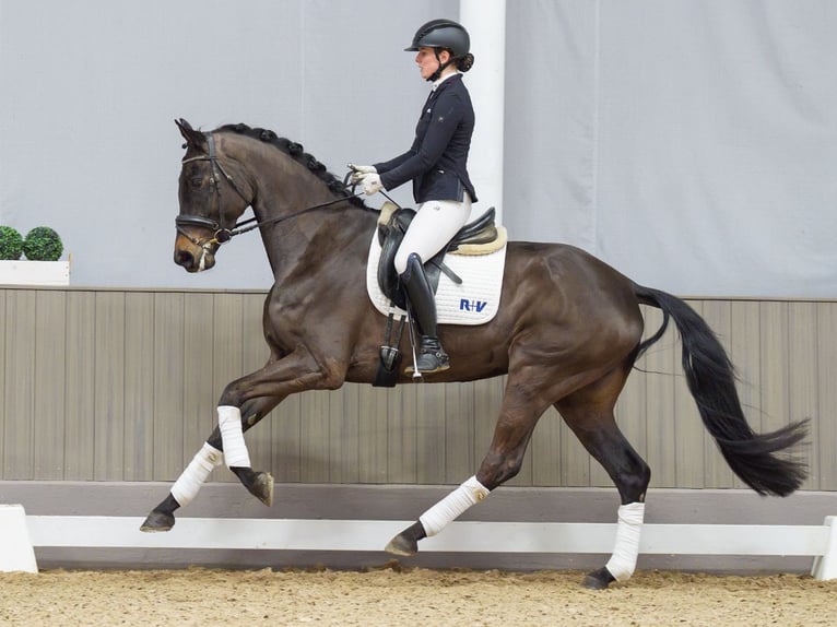 Hanoverian Mare 4 years 16,3 hh Smoky-Black in M&#xFC;nster-Handorf