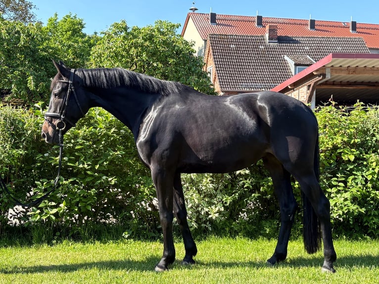 Hanoverian Mare 4 years 16.3 hh Smoky-Black in Aulosen