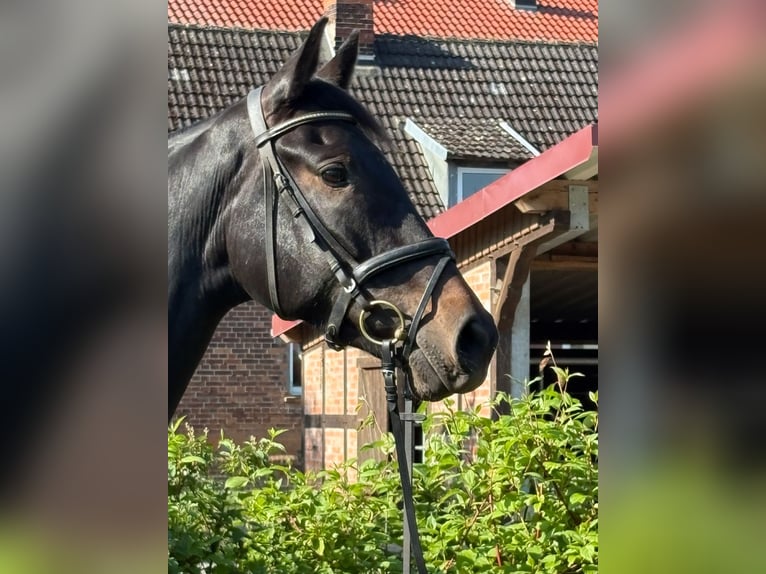 Hanoverian Mare 4 years 16.3 hh Smoky-Black in Aulosen
