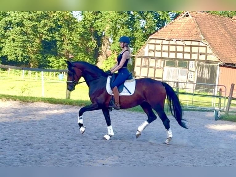 Hanoverian Mare 4 years 16 hh Bay-Dark in Kirchlinteln