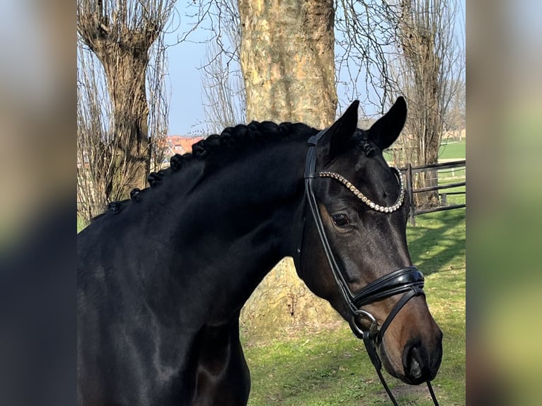 Hanoverian Mare 4 years 16 hh Bay-Dark in Neuenkirchen-Vörden