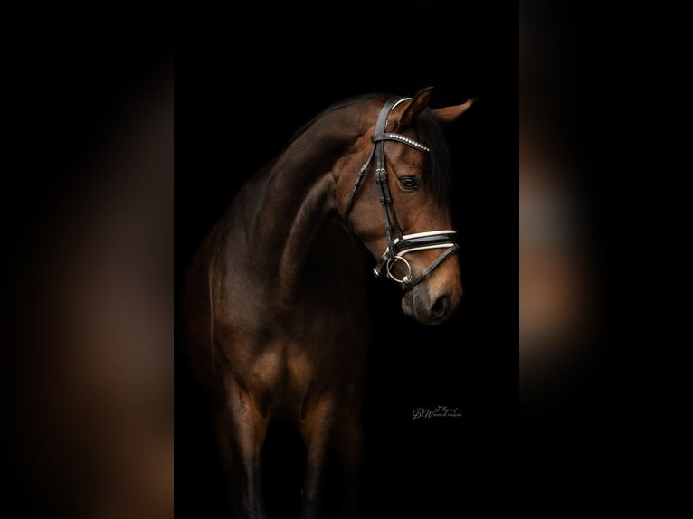 Hanoverian Mare 4 years 16 hh Bay-Dark in Bad Pyrmont