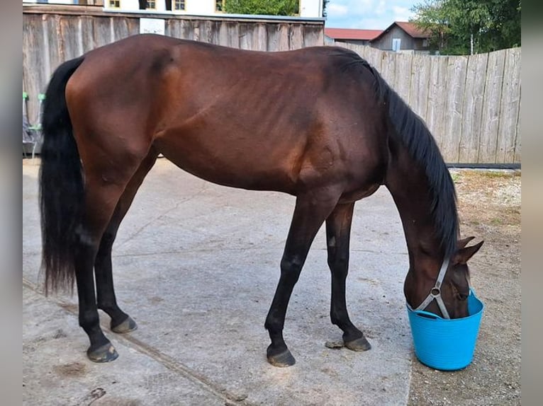 Hanoverian Mare 4 years 16 hh Bay-Dark in Pliening