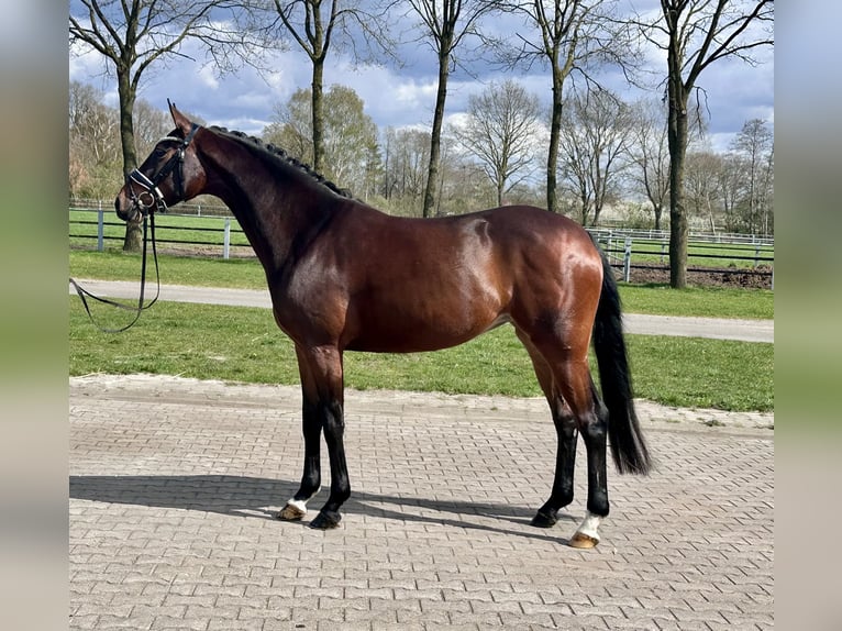 Hanoverian Mare 4 years 16 hh Bay-Dark in Wettrup