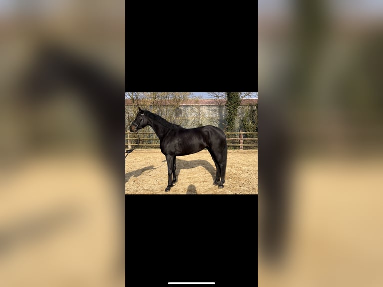 Hanoverian Mare 4 years 16 hh Bay-Dark in Marxen