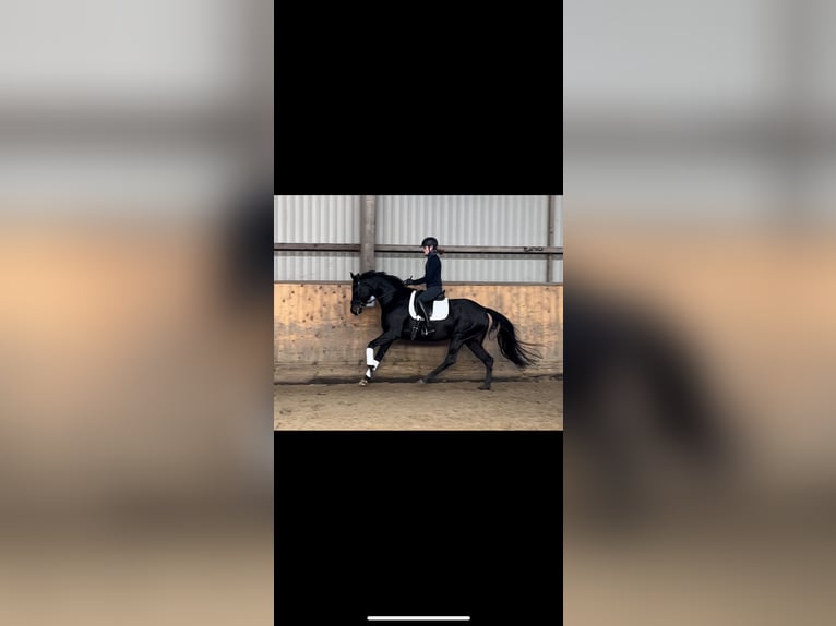 Hanoverian Mare 4 years 16 hh Bay-Dark in Marxen