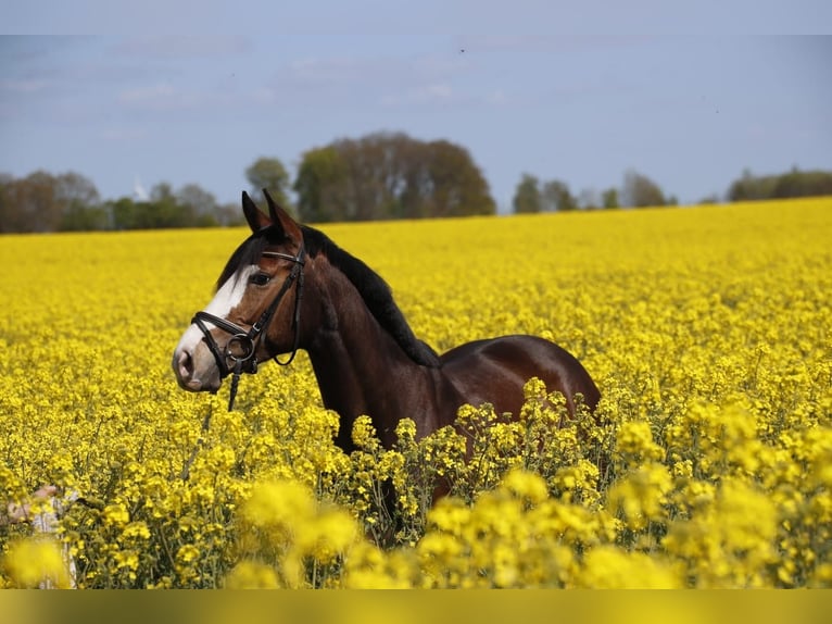 Hanoverian Mare 4 years 16 hh Bay-Dark in Bruchhausen-Vilsen