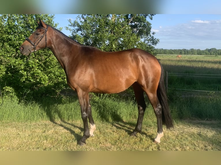 Hanoverian Mare 4 years 16 hh Bay-Dark in Lilienthal