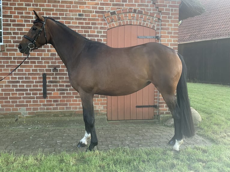 Hanoverian Mare 4 years 16 hh Bay-Dark in Lilienthal