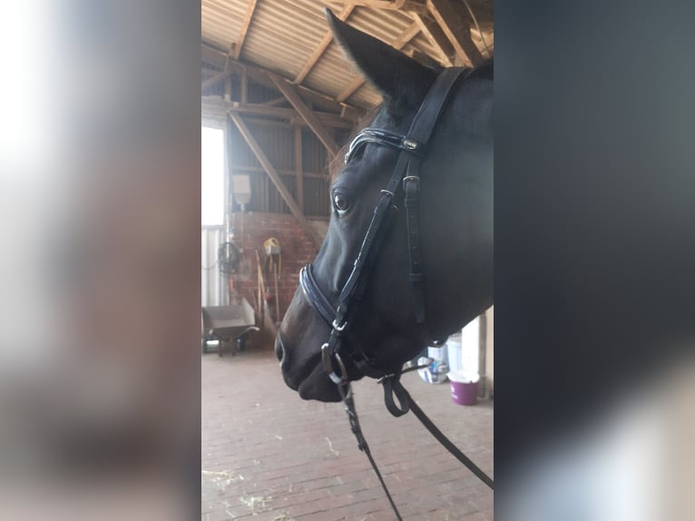 Hanoverian Mare 4 years 16 hh Bay-Dark in Neuenkirchen-V&#xF6;rden