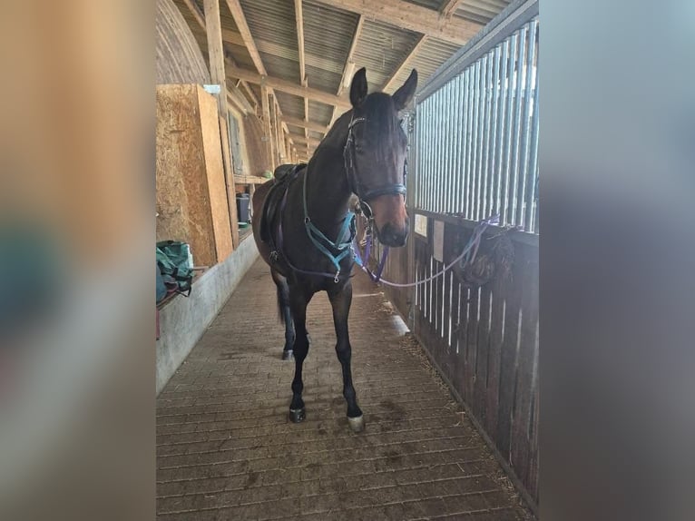 Hanoverian Mare 4 years 16 hh Bay-Dark in Remscheid