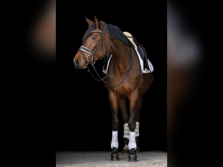 Hanoverian Mare 4 years 16 hh Bay-Dark in Ermsleben