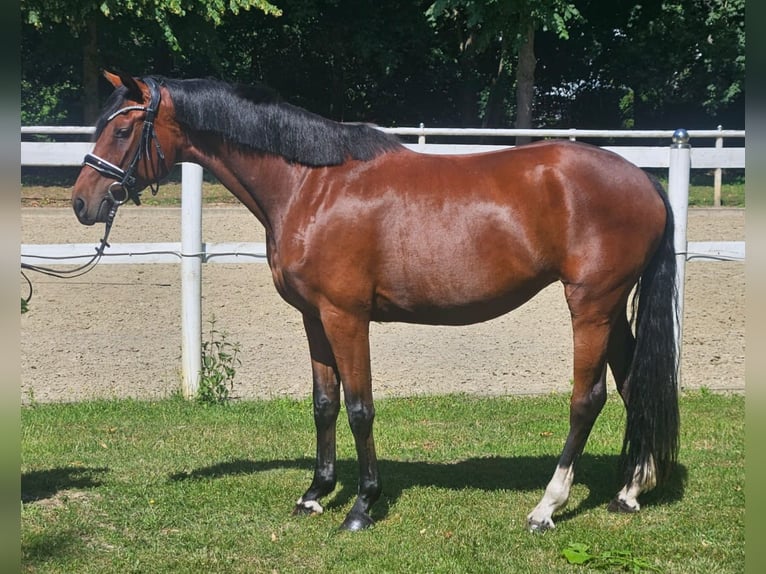 Hanoverian Mare 4 years 16 hh Bay-Dark in Hamm