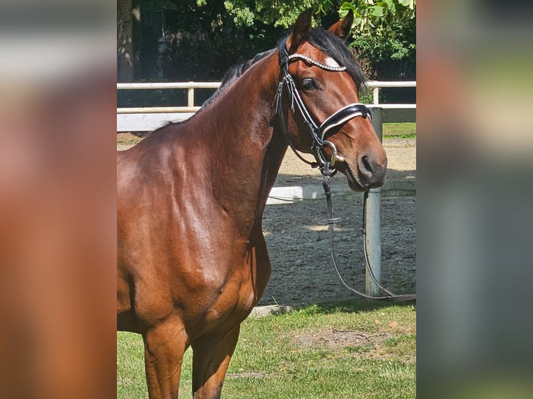 Hanoverian Mare 4 years 16 hh Bay-Dark in Hamm