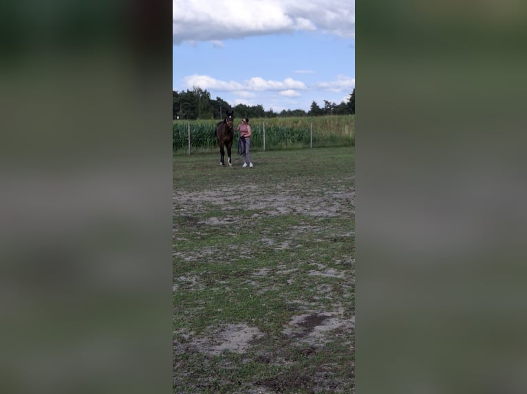 Hanoverian Mare 4 years 16 hh Bay-Dark in Neuenhaus