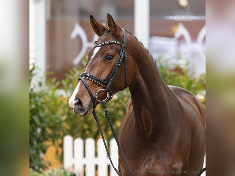 Hanoverian Mare 4 years 16 hh Bay-Dark in Verden