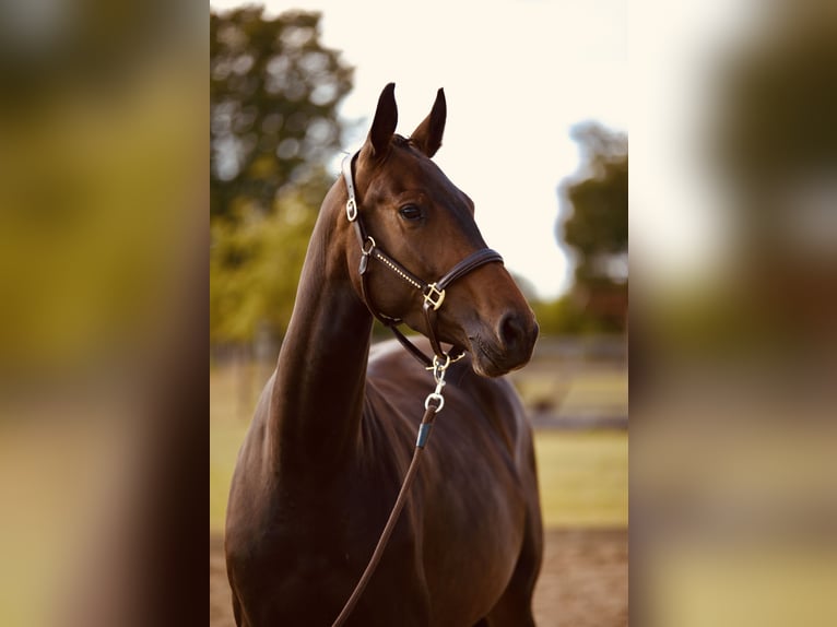 Hanoverian Mare 4 years 16 hh Bay-Dark in Br&#xF6;then