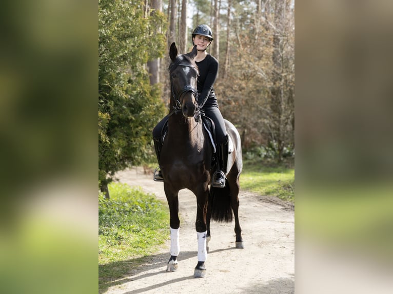 Hanoverian Mare 4 years 16 hh Bay-Dark in Hanstedt