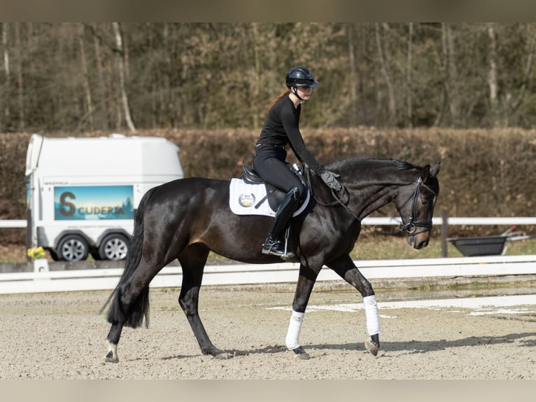 Hanoverian Mare 4 years 16 hh Bay-Dark in Hanstedt