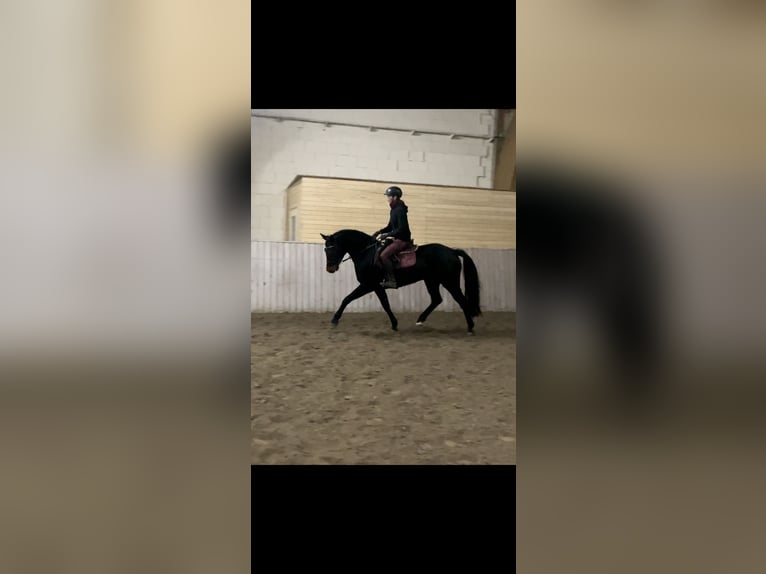 Hanoverian Mare 4 years 16 hh Bay-Dark in Schenklengsfeld