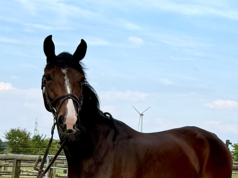 Hanoverian Mare 4 years 16 hh Bay-Dark in Grevenbroich