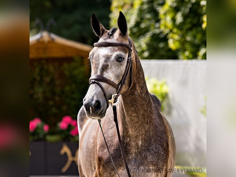 Hanoverian Mare 4 years 16 hh Bay-Dark in Verden