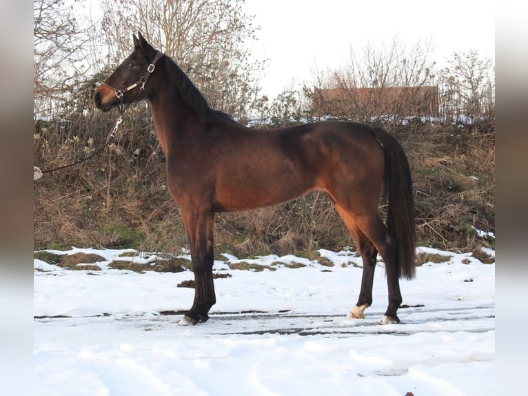 Hanoverian Mare 4 years 16 hh Bay-Dark in Verl