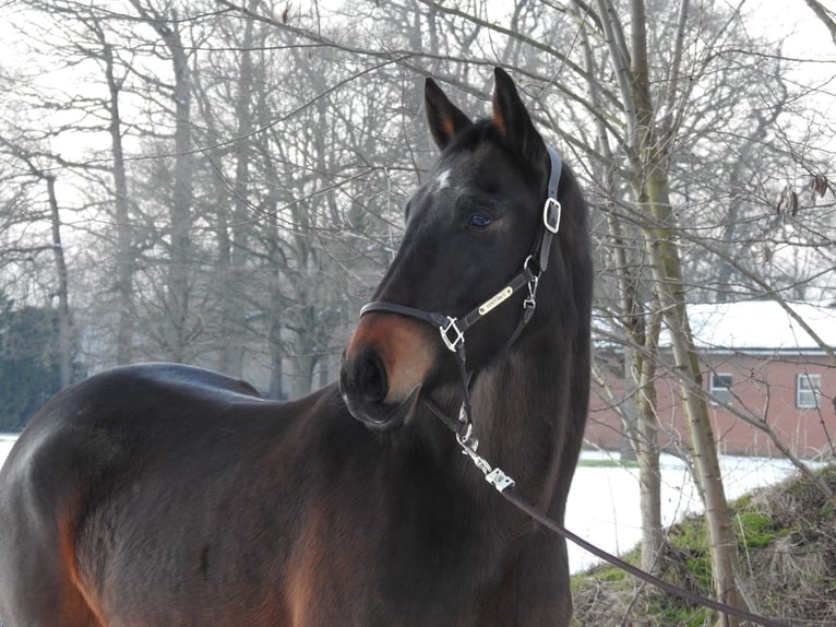 Hanoverian Mare 4 years 16 hh Bay-Dark in Verl