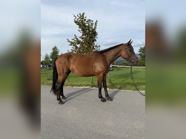 Hanoverian Mix Mare 4 years 16 hh Bay in Grgar