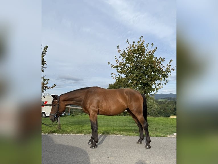 Hanoverian Mix Mare 4 years 16 hh Bay in Grgar