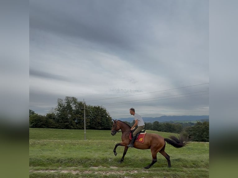 Hanoverian Mix Mare 4 years 16 hh Bay in Grgar