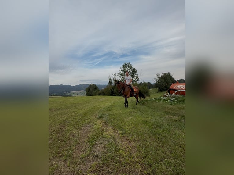 Hanoverian Mix Mare 4 years 16 hh Bay in Grgar