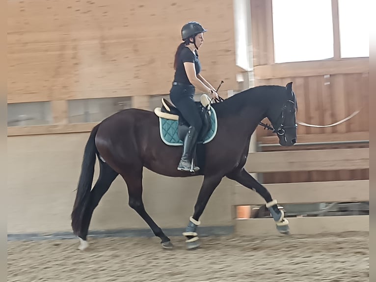 Hanoverian Mare 4 years 16 hh Black in Amstetten