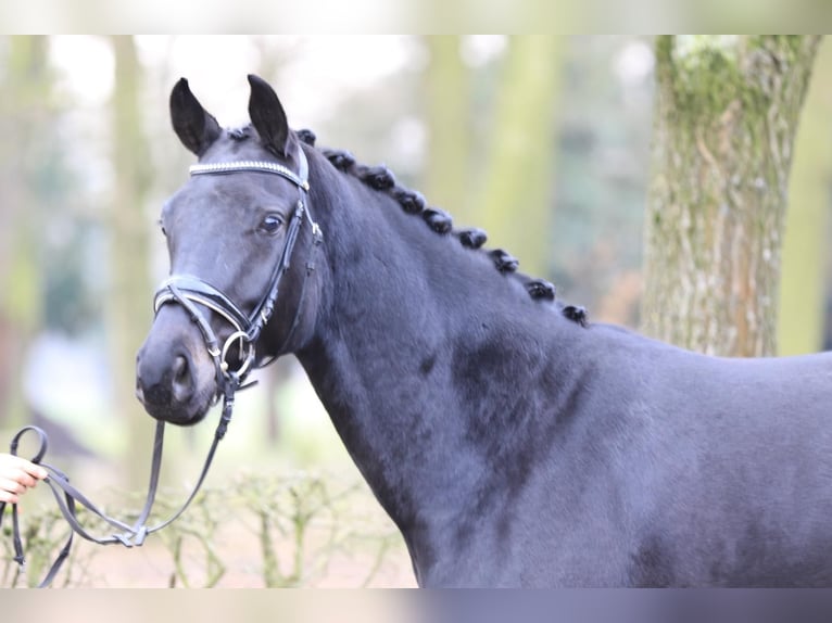 Hanoverian Mare 4 years 16 hh Black in Langenhagen