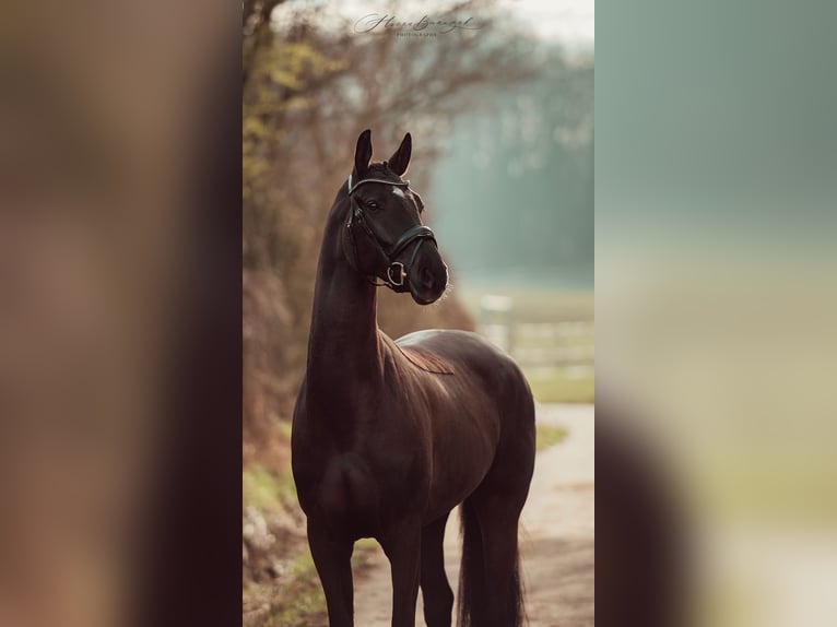 Hanoverian Mare 4 years 16 hh Black in Roeser