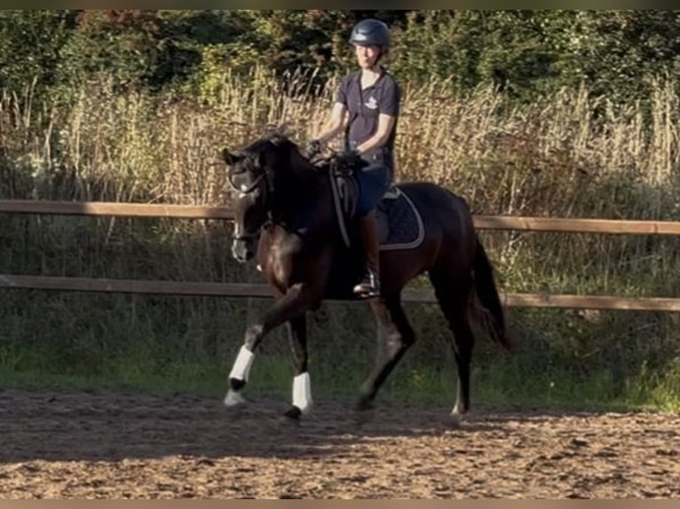 Hanoverian Mare 4 years 16 hh Black in Gödenstorf