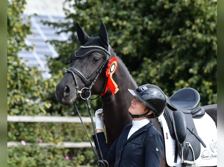 Hanoverian Mare 4 years 16 hh Black in Freienwill