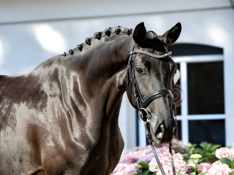 Hanoverian Mare 4 years 16 hh Black in Freienwill